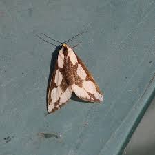 Attēlu rezultāti vaicājumam “Aphis confusa”