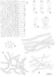 Attēlu rezultāti vaicājumam “Antrodia malicola”