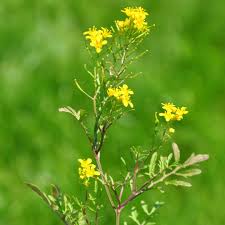 Attēlu rezultāti vaicājumam “Rorippa sylvestris leaf”