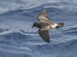 Image result for Oceanodroma castro