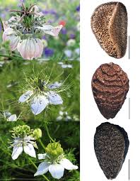 Image result for Nigella damascena