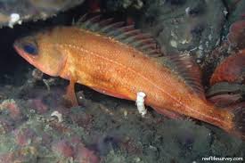 Image result for Sebastes