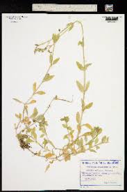 Attēlu rezultāti vaicājumam “Cerastium sylvaticum”