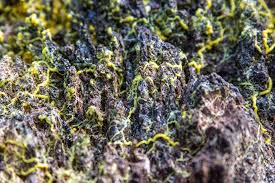 Attēlu rezultāti vaicājumam “Physarum cf. diderma sessile”