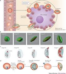 Attēlu rezultāti vaicājumam “Didymium spongiosum plasmodium”