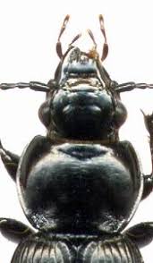 Attēlu rezultāti vaicājumam “Pterostichus aethiops”