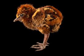 Attēlu rezultāti vaicājumam “Capsodes gothicus imago”