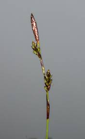 Attēlu rezultāti vaicājumam “Carex digitata bud”