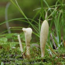 Attēlu rezultāti vaicājumam “Clavariadelphus ligula”