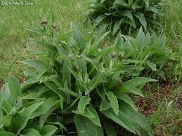 Attēlu rezultāti vaicājumam “Symphytum officinale leaf”