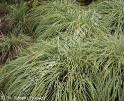 Attēlu rezultāti vaicājumam “Carex ornithopoda”