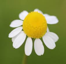 Image result for Matricaria recutita (chamomilla)