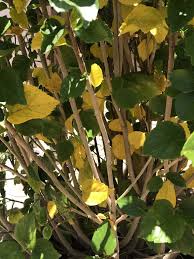 Attēlu rezultāti vaicājumam “Pulsatilla pratensis leaf”