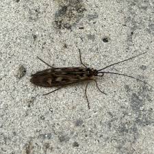 Attēlu rezultāti vaicājumam “Potamophylax”