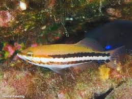 Image result for Serranus atricauda
