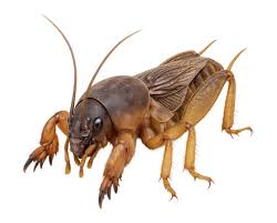 Attēlu rezultāti vaicājumam “Gryllotalpa gryllotalpa”