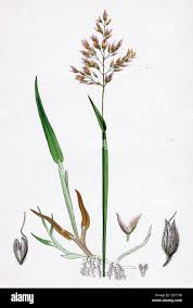 Attēlu rezultāti vaicājumam “Holcus mollis”