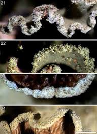 Attēlu rezultāti vaicājumam “Cetrelia olivetorum”