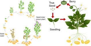 Attēlu rezultāti vaicājumam “Solanum tuberosum leaf”