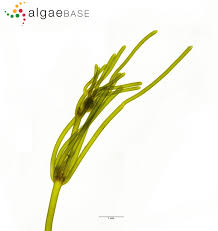 Attēlu rezultāti vaicājumam “Nitella flexilis”