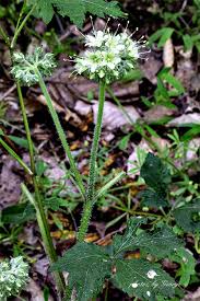 Attēlu rezultāti vaicājumam “Hydrophyllaceae”