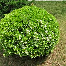 Attēlu rezultāti vaicājumam “Euonymus flower”