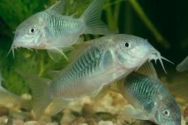 Image result for fish corydoras