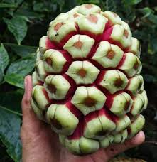 Attēlu rezultāti vaicājumam “Carex appropinquata fruit”