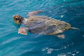 Image result for Caretta caretta
