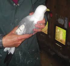 Attēlu rezultāti vaicājumam “Rissa tridactyla adult”