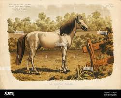 Attēlu rezultāti vaicājumam “Equus ferus caballus”