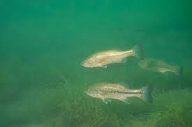 Image result for Micropterus salmoides