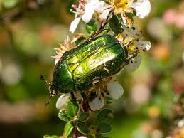 Attēlu rezultāti vaicājumam “Cetonia aurata”