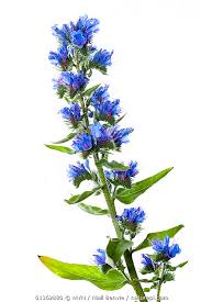 Attēlu rezultāti vaicājumam “Echium vulgare”