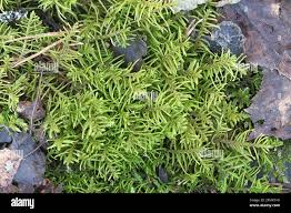 Attēlu rezultāti vaicājumam “Abietinella abietina”