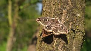 Attēlu rezultāti vaicājumam “Saturnia pavonia eggs”
