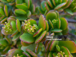 Attēlu rezultāti vaicājumam “Crassulaceae”