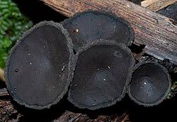 Attēlu rezultāti vaicājumam “Craterium aureum spores”