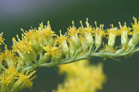 Attēlu rezultāti vaicājumam “Solidago canadensis”