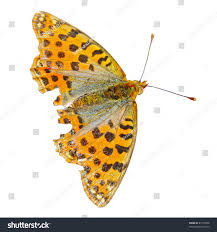 Attēlu rezultāti vaicājumam “Boloria aquilonaris upperside”