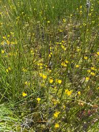 Attēlu rezultāti vaicājumam “Utricularia intermedia”