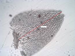 Attēlu rezultāti vaicājumam “Sphagnum angustifolium”