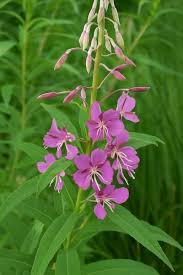 Image result for Weidenröschen