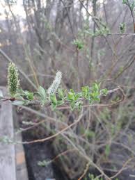 Attēlu rezultāti vaicājumam “Salix Vetrix”