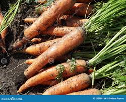 Attēlu rezultāti vaicājumam “Daucus carota subsp. carota fruit”