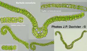 Attēlu rezultāti vaicājumam “Barbula convoluta sporophyte”