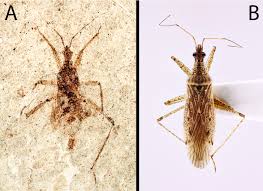 Attēlu rezultāti vaicājumam “Nabidae”