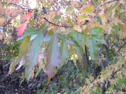 Attēlu rezultāti vaicājumam “Acer tataricum subsp. ginnala bud”