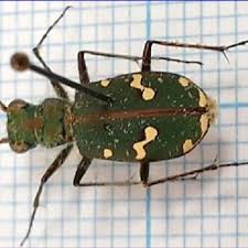 Attēlu rezultāti vaicājumam “Cicindela hybrida”