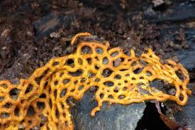 Attēlu rezultāti vaicājumam “Hemitrichia serpula macro”